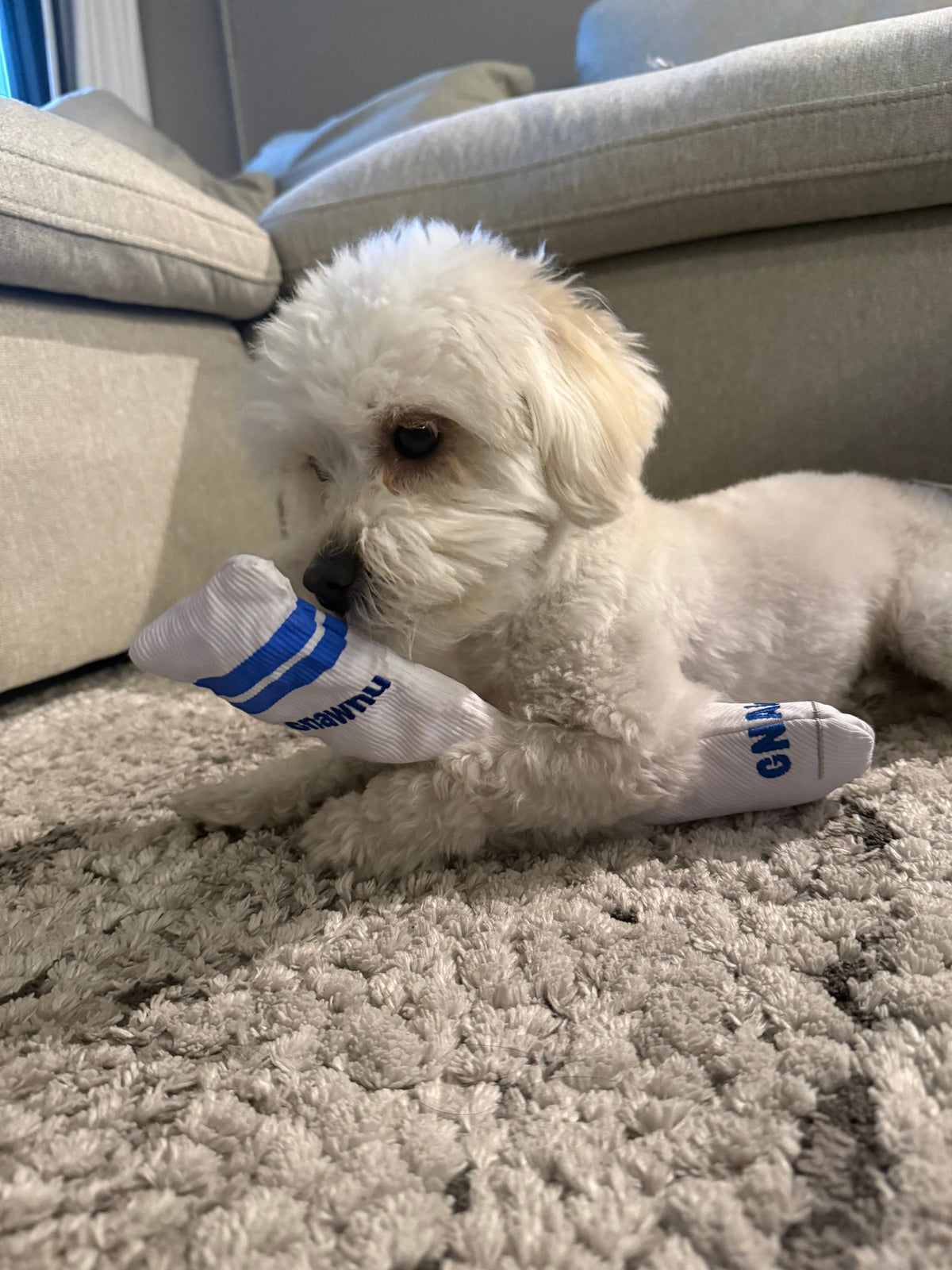Nanu, a Maltipoo, holding a stolen sock in his mouth