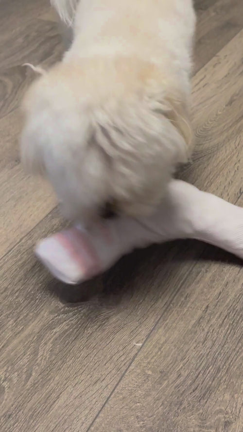Video of a dog playing with the Gnawnu For Her pink sock dog toy