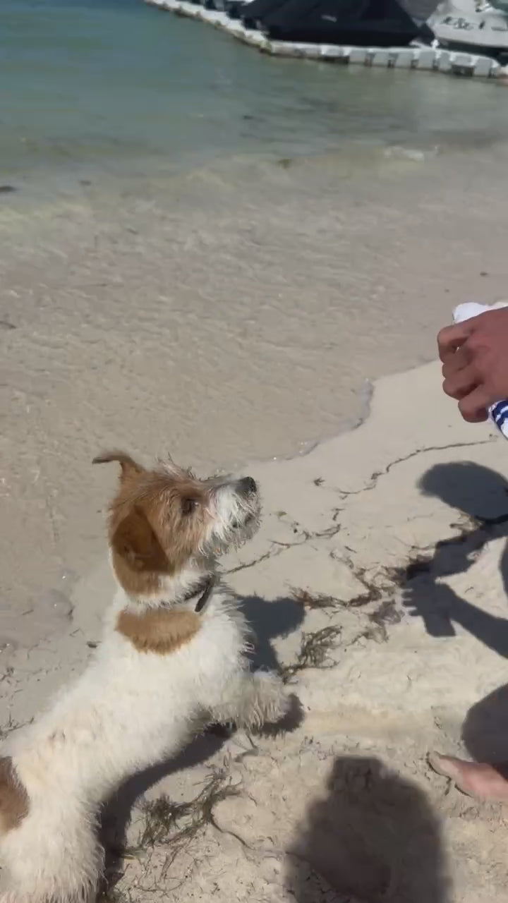 Video of a dog playing with the Gnawnu For Him blue sock dog toy